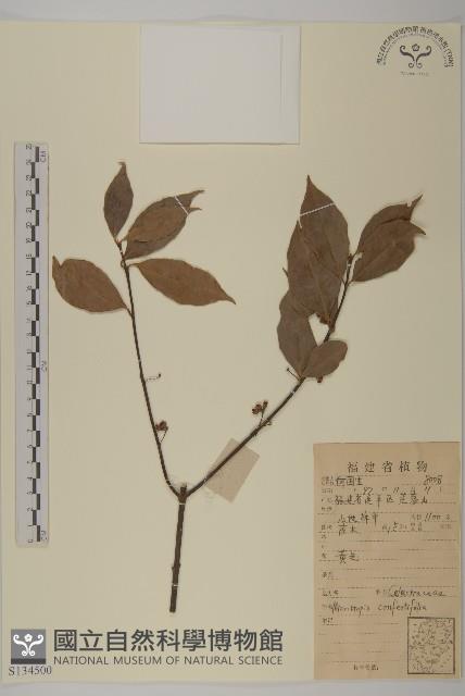 團花假衛矛藏品圖，第1張