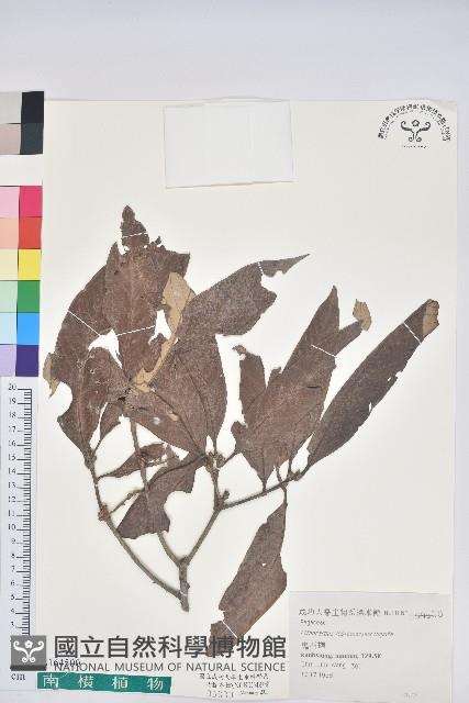 鬼石櫟藏品圖，第1張