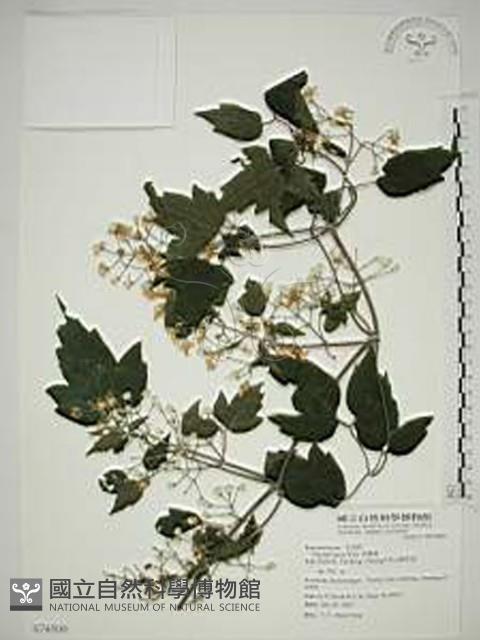 串鼻龍藏品圖，第1張