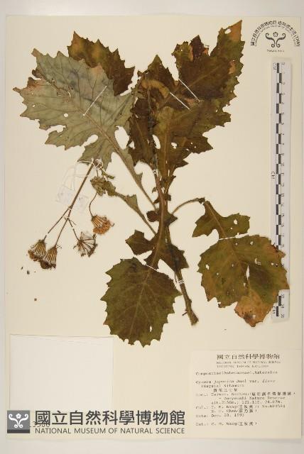 黃花三七草藏品圖，第1張