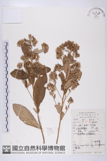 羊耳菊藏品圖，第1張