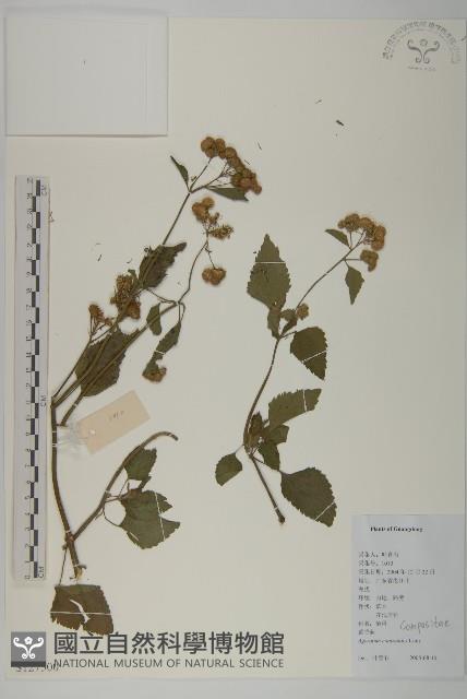 霍香薊藏品圖，第1張