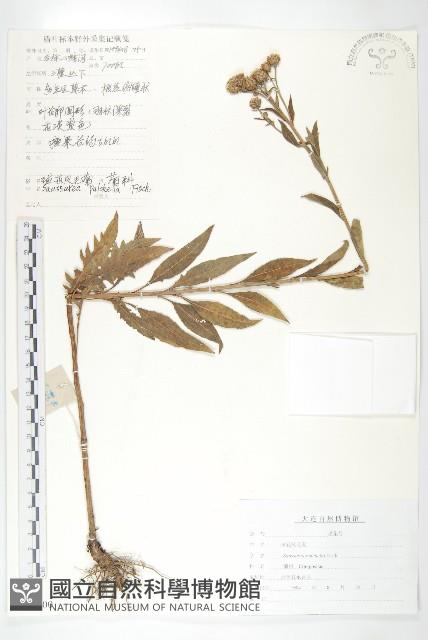 球花鳳毛菊藏品圖，第1張