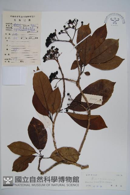 長花厚殼樹藏品圖，第1張