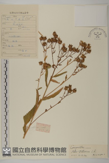紫菀藏品圖，第1張