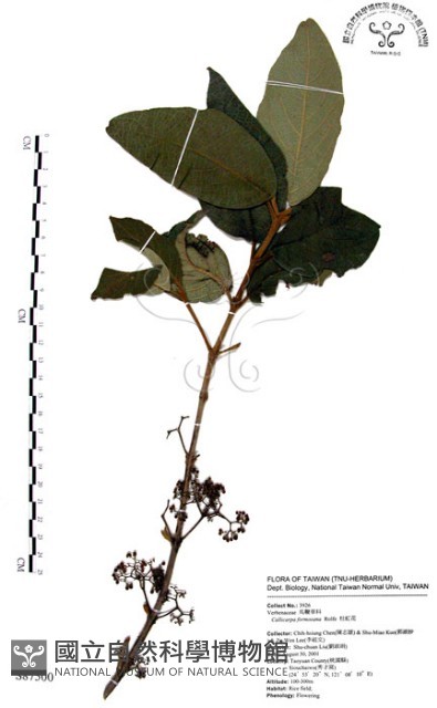 杜虹花，台灣紫珠藏品圖，第1張