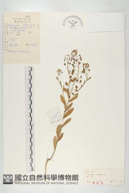 凹果菥蓂、遏藍菜藏品圖，第1張