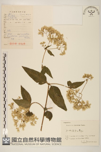 佩蘭、澤蘭藏品圖，第1張