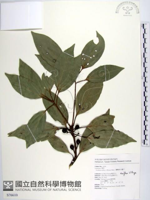 白新木薑子藏品圖，第1張