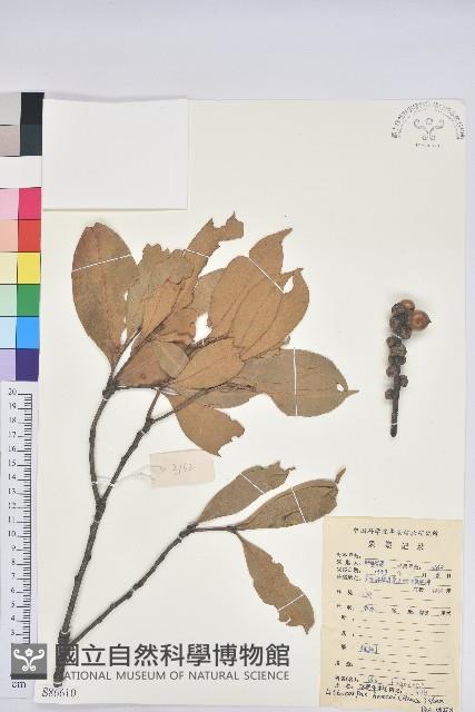 阿里山三斗石櫟、硬斗柯藏品圖，第1張