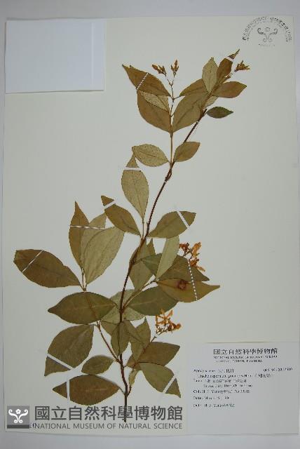 細梗絡石藏品圖，第1張