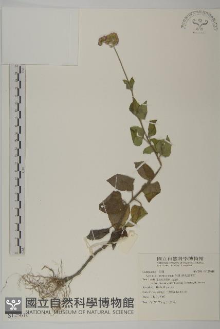 紫花霍香薊藏品圖，第1張