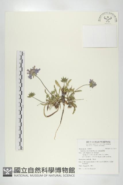 玉山山蘿蔔藏品圖，第1張