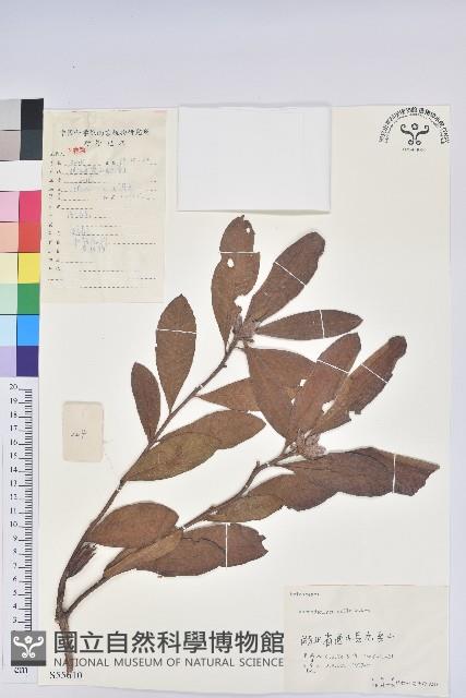 羊躑躅藏品圖，第1張