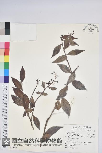 珍珠花、長尾葉越橘藏品圖，第1張