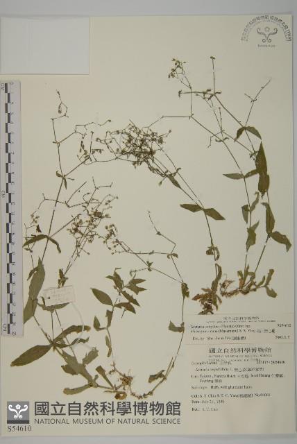 高山無心菜藏品圖，第1張