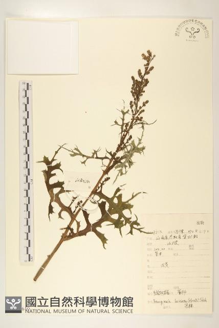 多裂翅果菊藏品圖，第1張