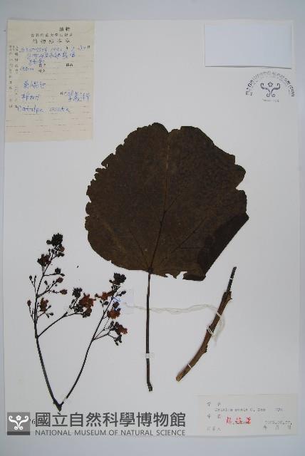 梓樹藏品圖，第1張