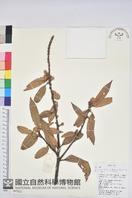 窄葉石櫟藏品圖，第1張