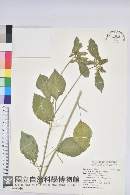 白苞猩猩草藏品圖，第1張