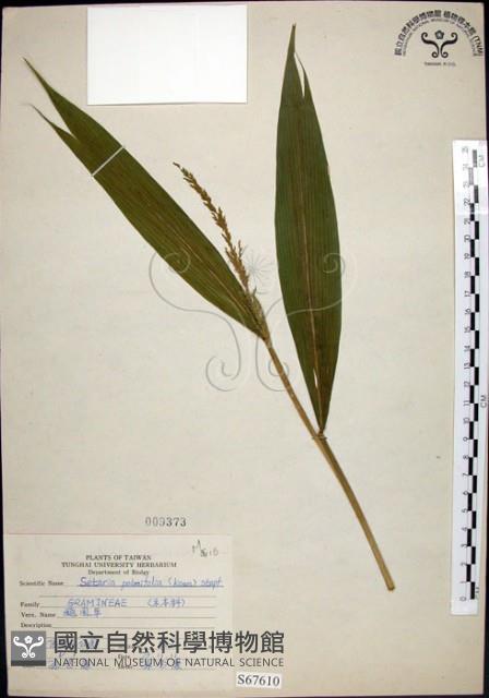 棕葉狗尾草藏品圖，第1張