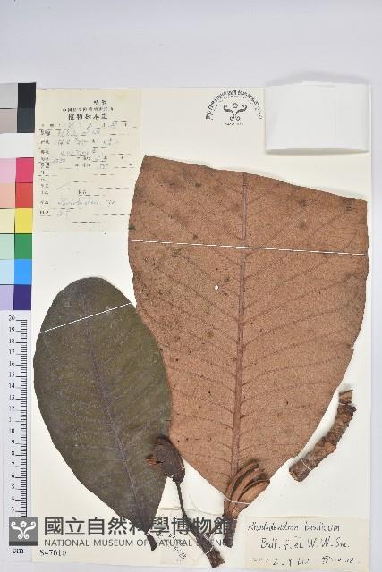 大葉杜鵑藏品圖，第1張