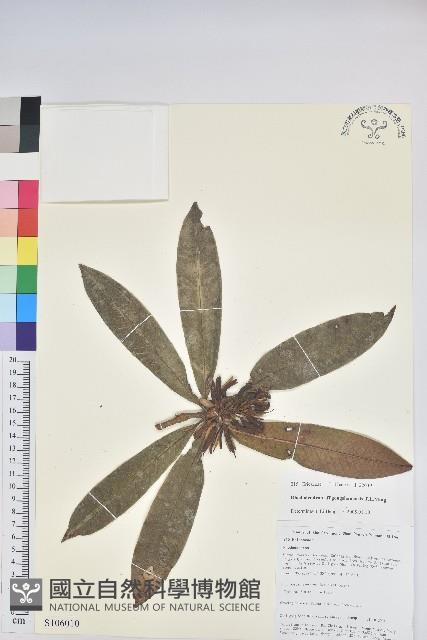 貢山杜鵑藏品圖，第1張