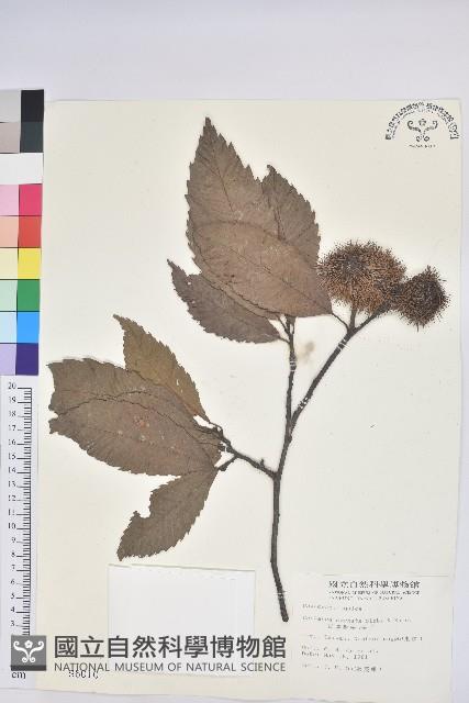 茅栗、日本栗藏品圖，第1張