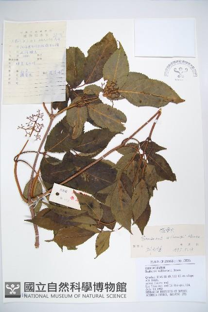 接骨木，木蒴藋藏品圖，第1張