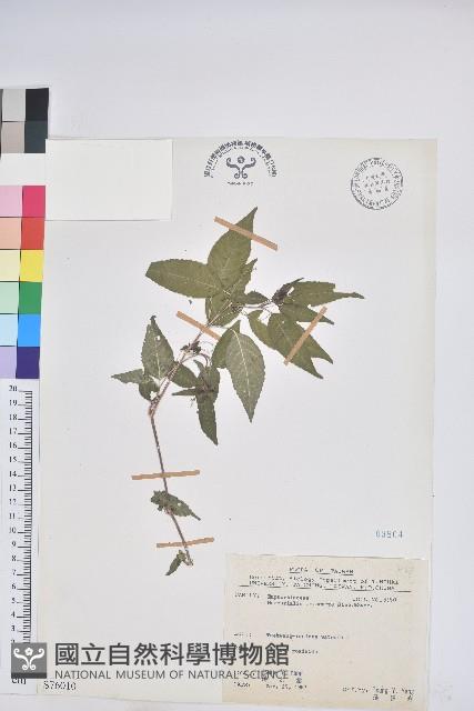 山靛藏品圖，第1張