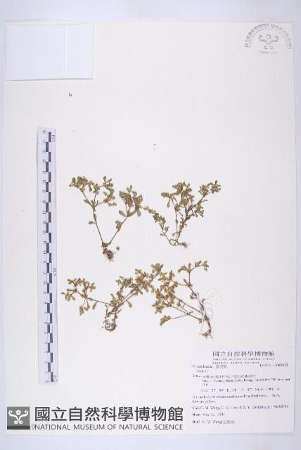 登錄號:S086010藏品圖，第1張