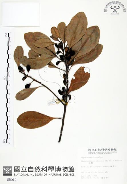 山欖、樹青藏品圖，第1張