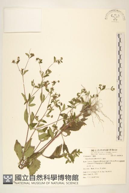 豨薟藏品圖，第1張