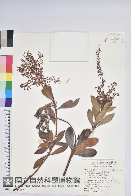 臺灣馬醉木藏品圖，第1張