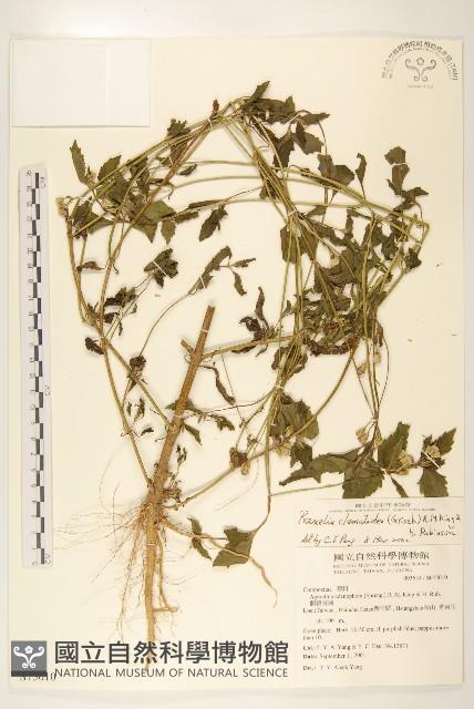 貓腥草藏品圖，第1張