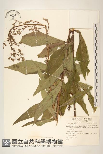 鵝仔草藏品圖，第1張