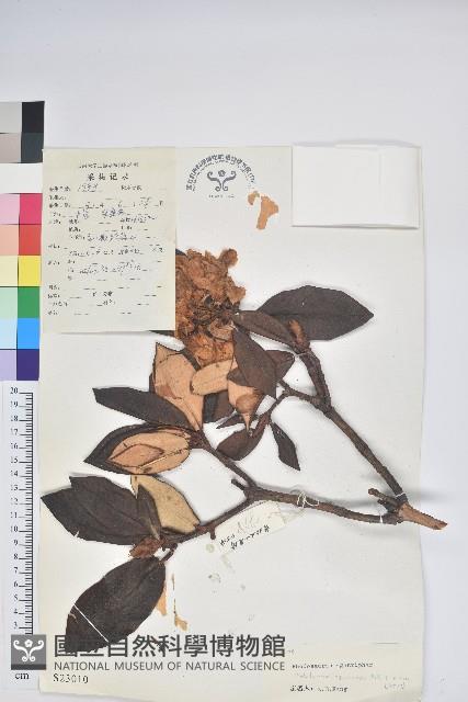 白雪杜鵑藏品圖，第1張