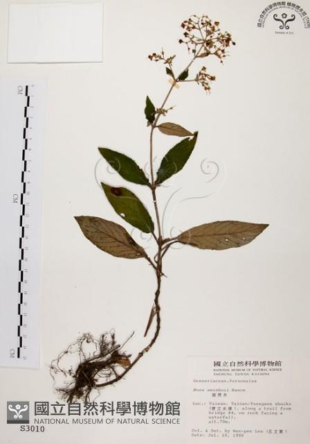 旋莢木藏品圖，第1張