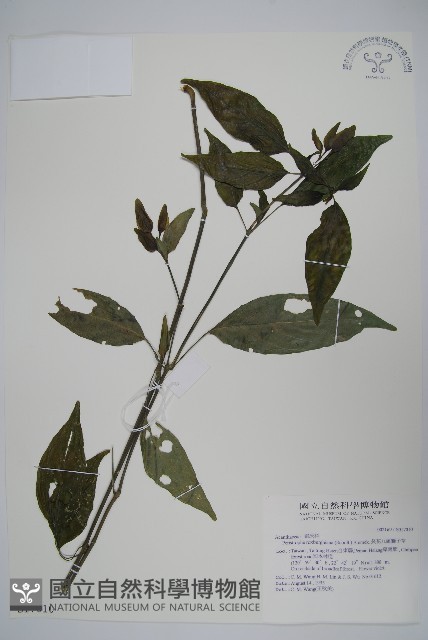 長花九頭獅子草、山藍藏品圖，第1張