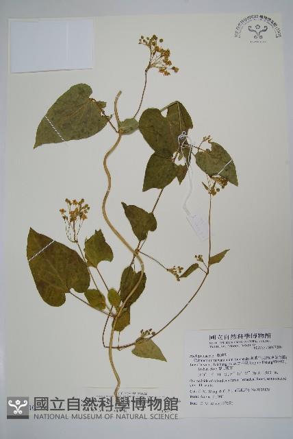 薄葉牛皮消藏品圖，第1張