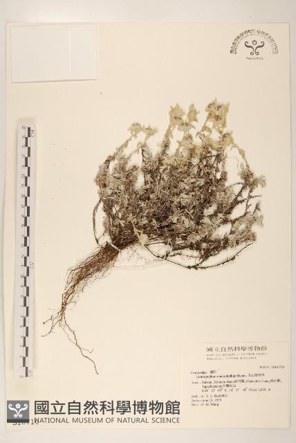 玉山薄雪草藏品圖，第1張