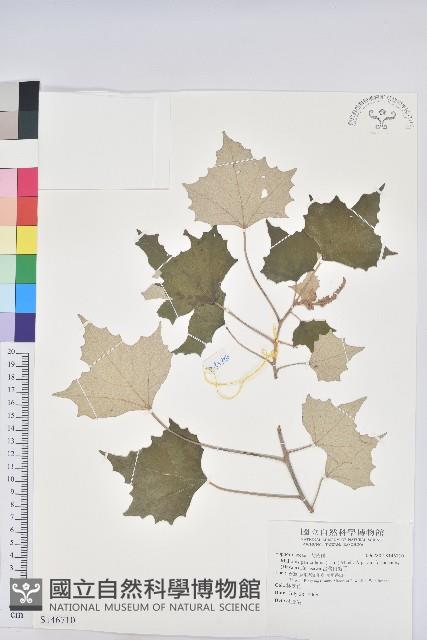 台灣白匏子藏品圖，第1張