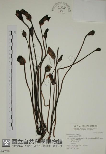 野菰藏品圖，第1張