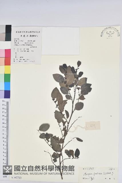 黑面神藏品圖，第1張