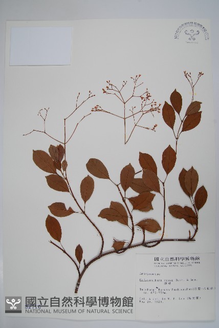 酸藤藏品圖，第1張