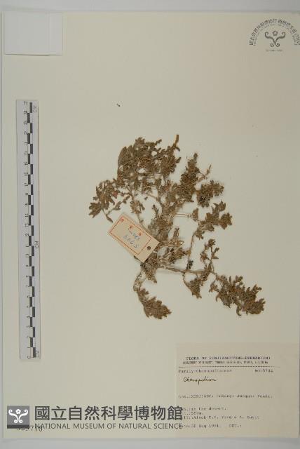 登錄號:S025710藏品圖，第1張