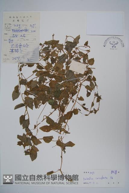 卵葉半邊蓮藏品圖，第1張