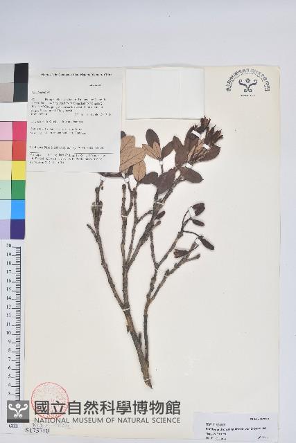 變色血紅杜鵑藏品圖，第1張