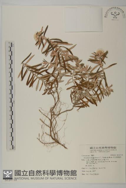 抱莖籟簫藏品圖，第1張