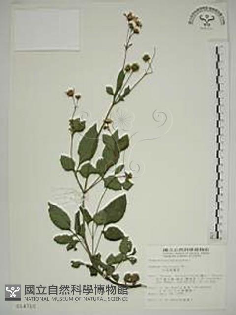 大花咸豐草藏品圖，第1張